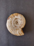 Polished Ammonite Fossil, Late Jurassic, Madagascar